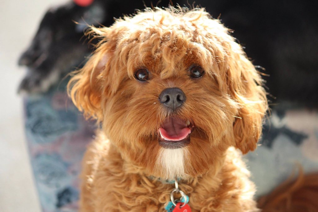 Booking form Bethells Farmstay for dogs